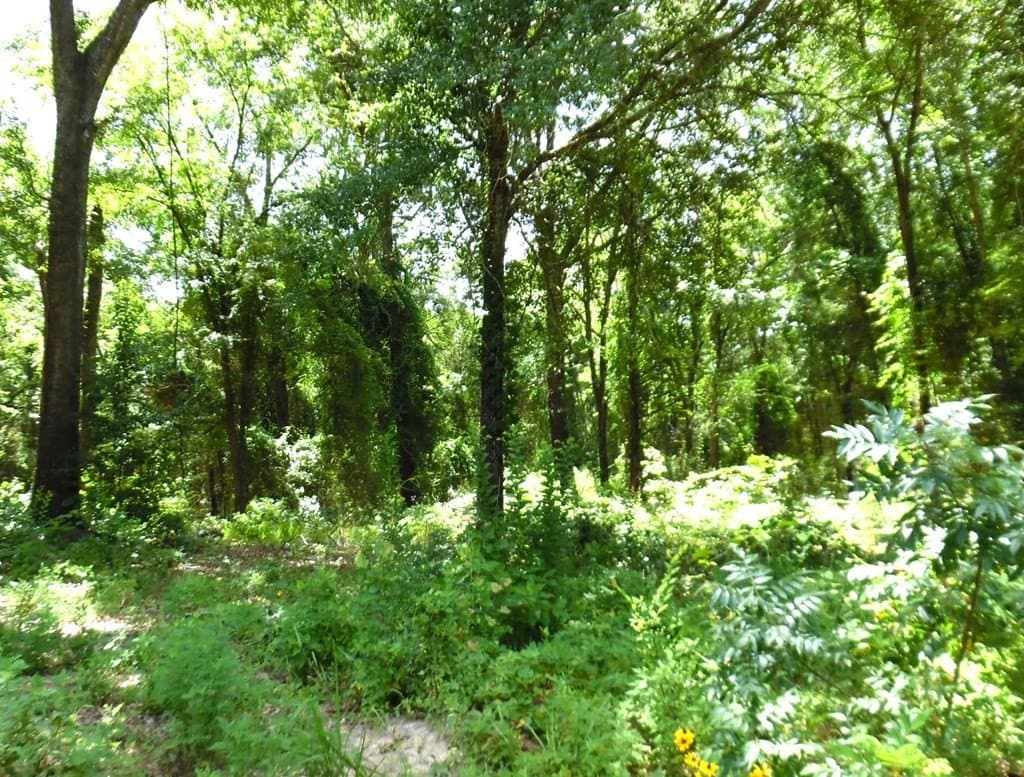 13.05 acres in Van Zandt County featured view