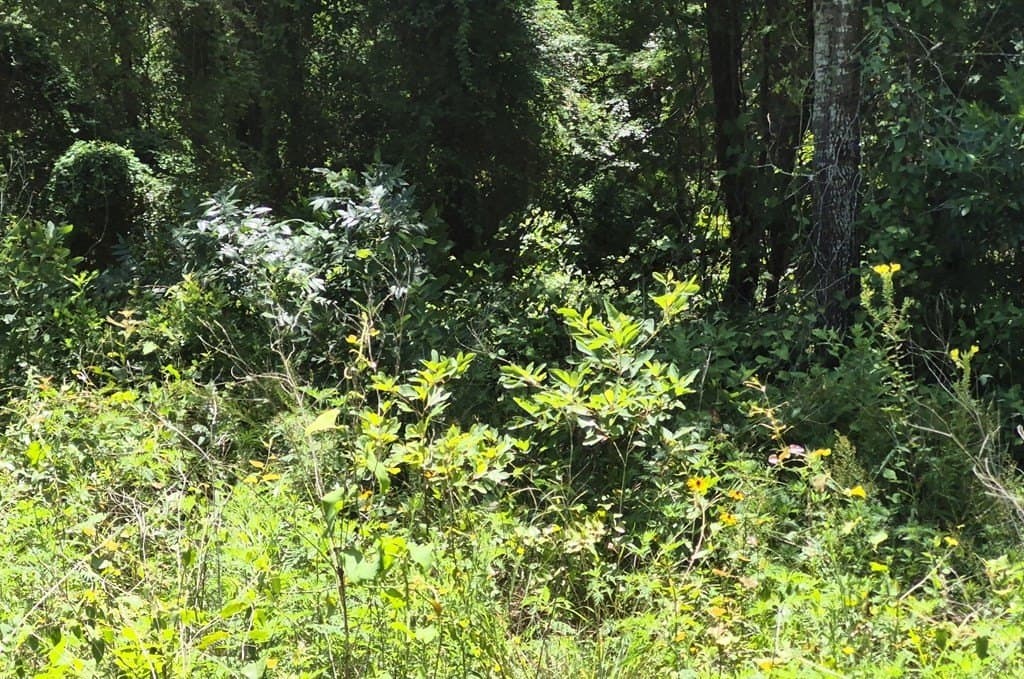 13.05 acres in Van Zandt County - photo 12