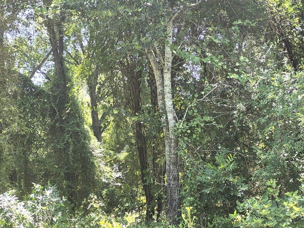 13.05 acres in Van Zandt County - photo 14