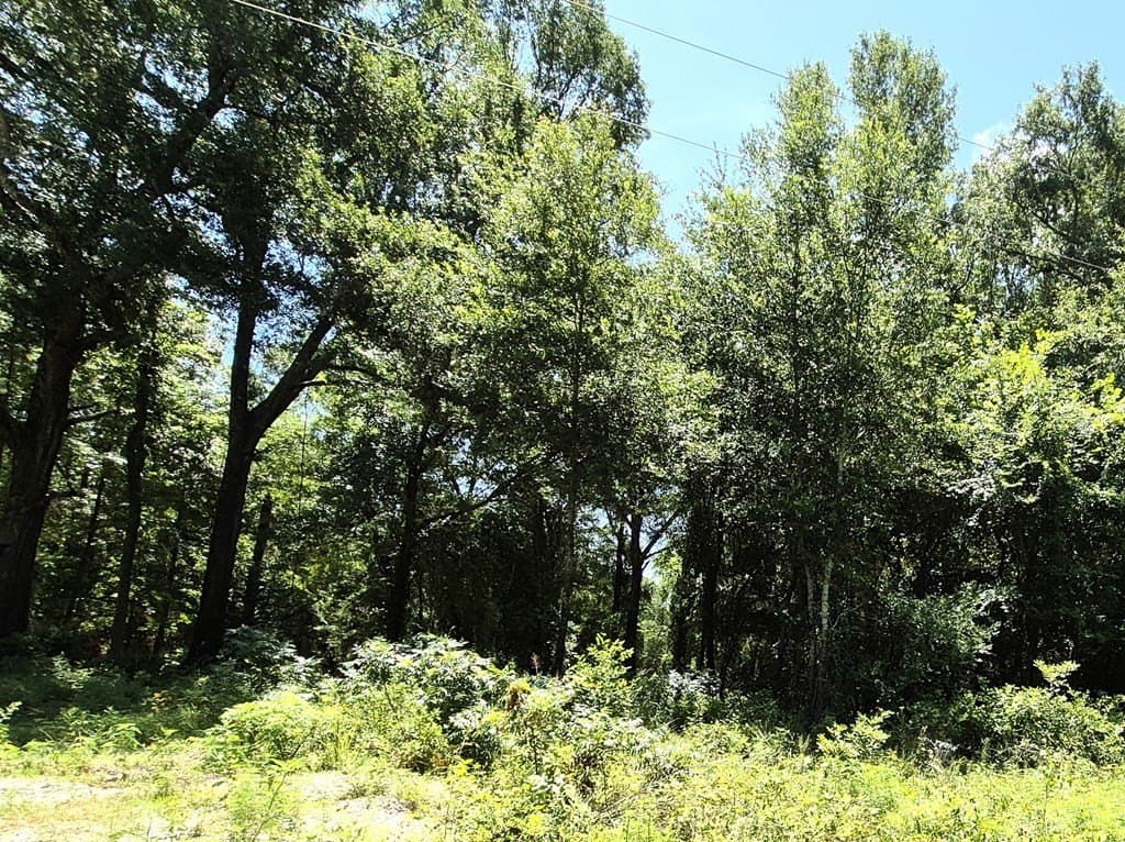 13.05 acres in Van Zandt County gallery image 3