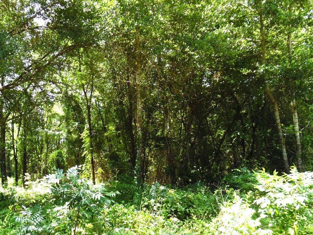 13.05 acres in Van Zandt County - photo 9