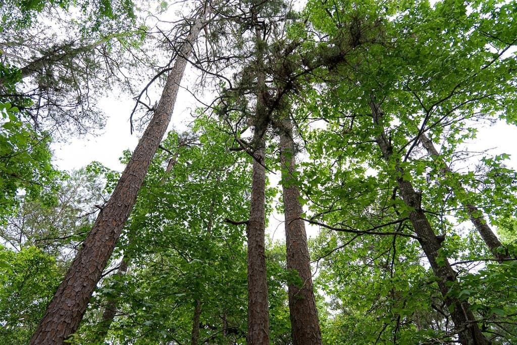 37.86 acres in Anderson County featured view