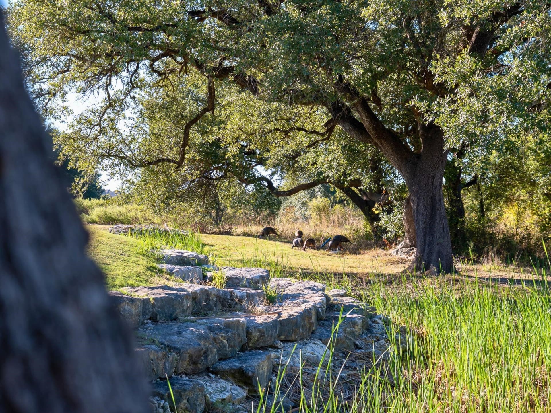 0.3 acres in Johnson County - photo 12