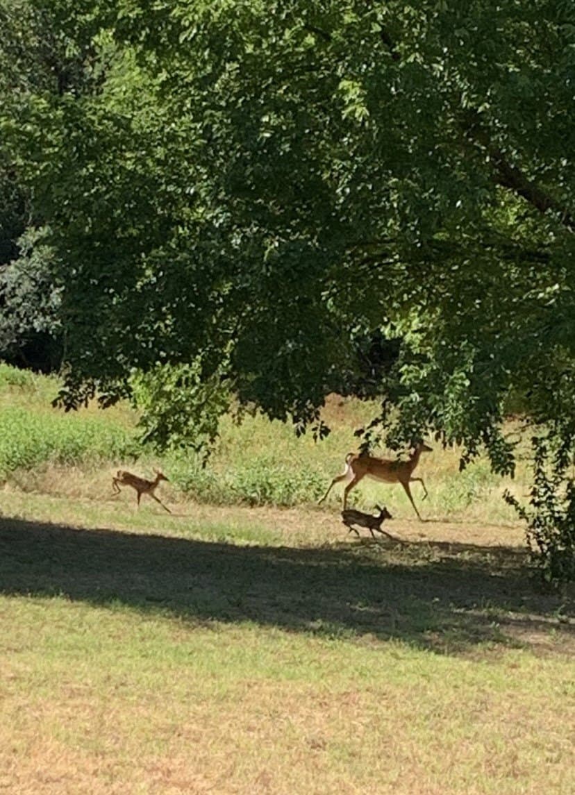 16 acres in Denton County - photo 26