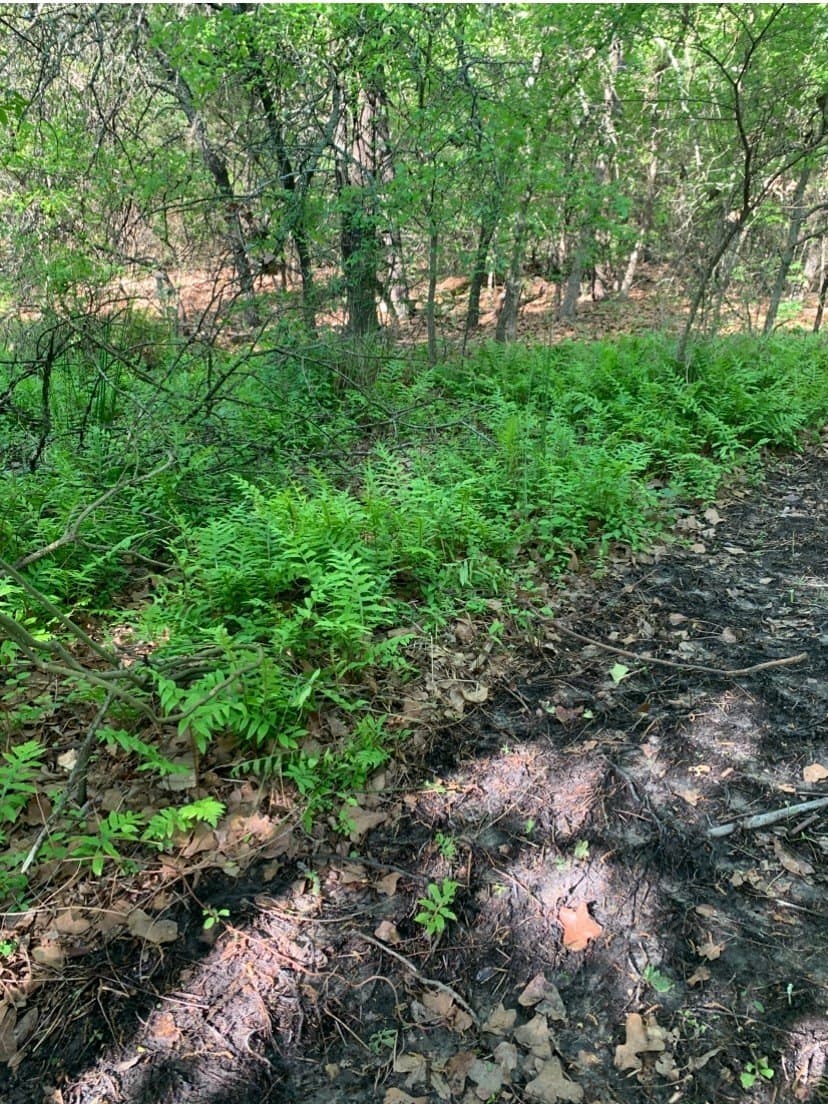 16 acres in Denton County - photo 18