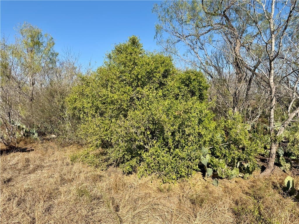 30 acres in Wilson County - photo 15