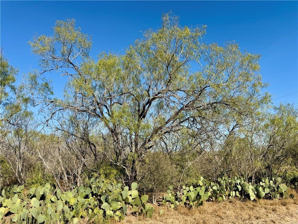 30 acres in Wilson County - photo 11