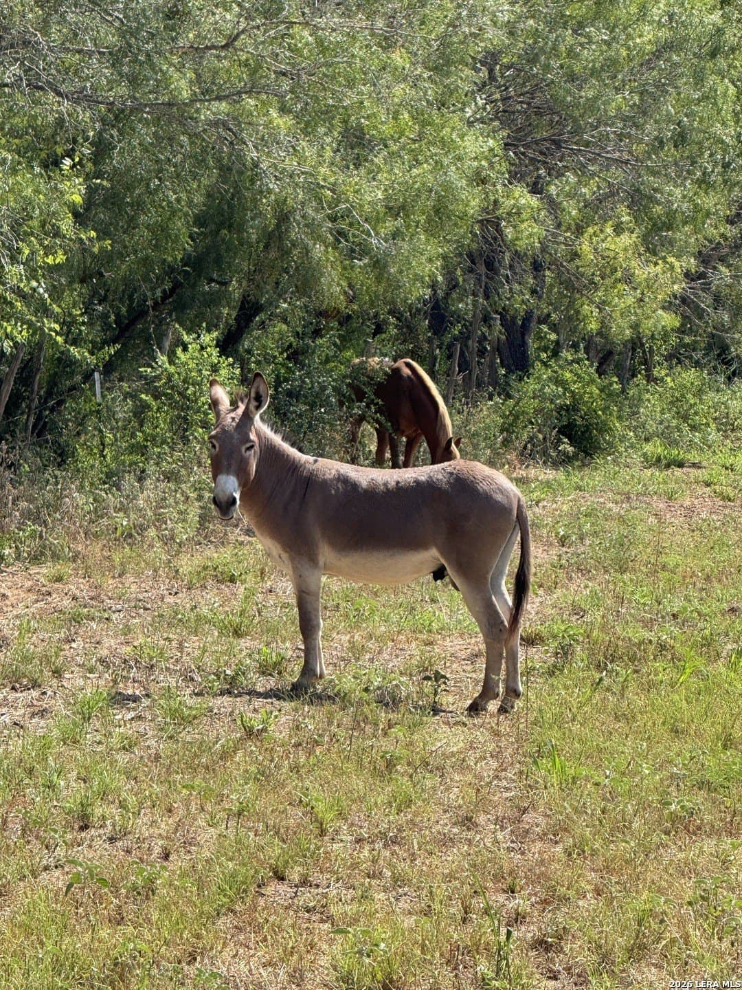 22.2 acres in Bexar County - photo 32