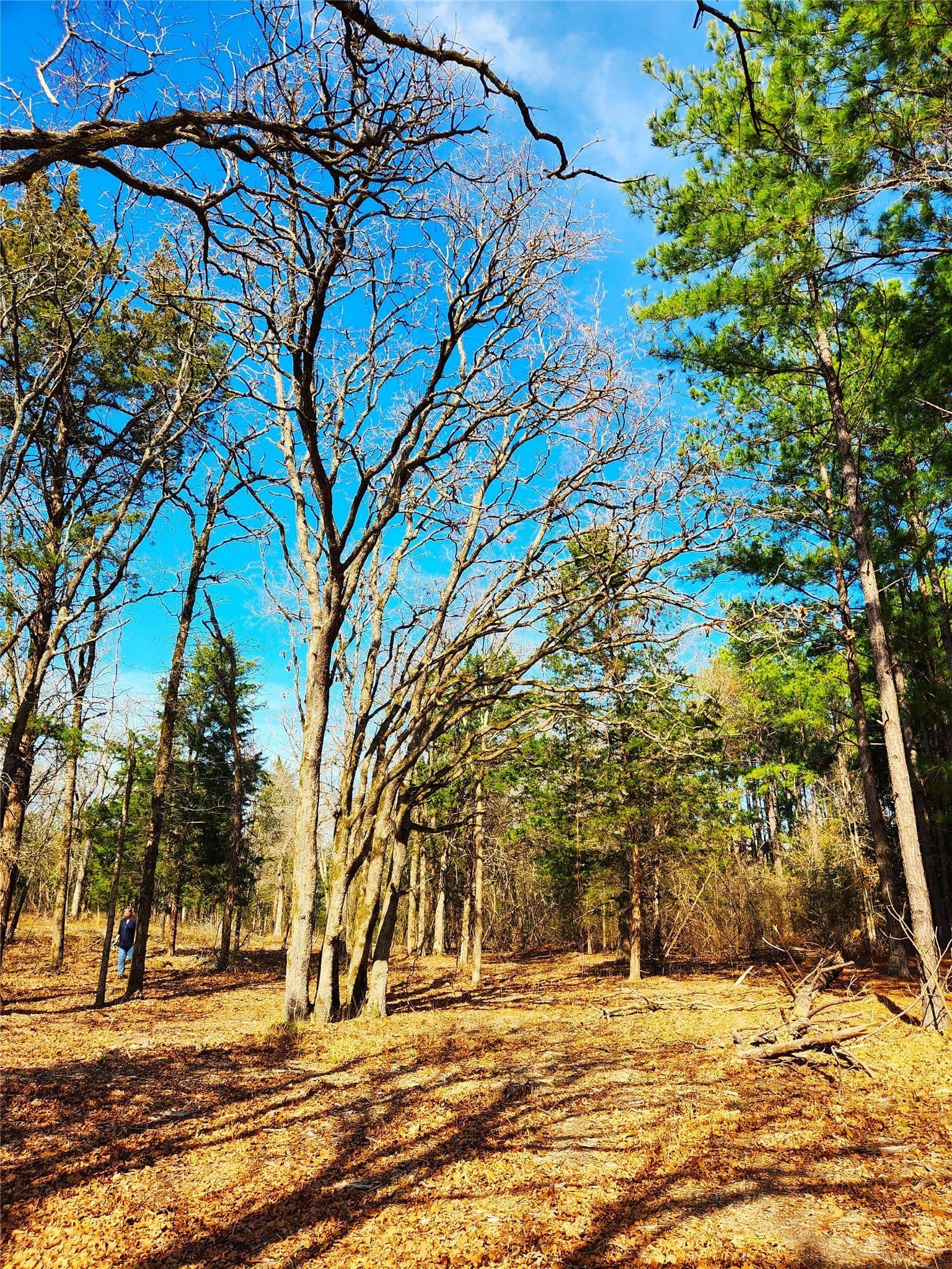 5.6 acres in Henderson County - photo 17