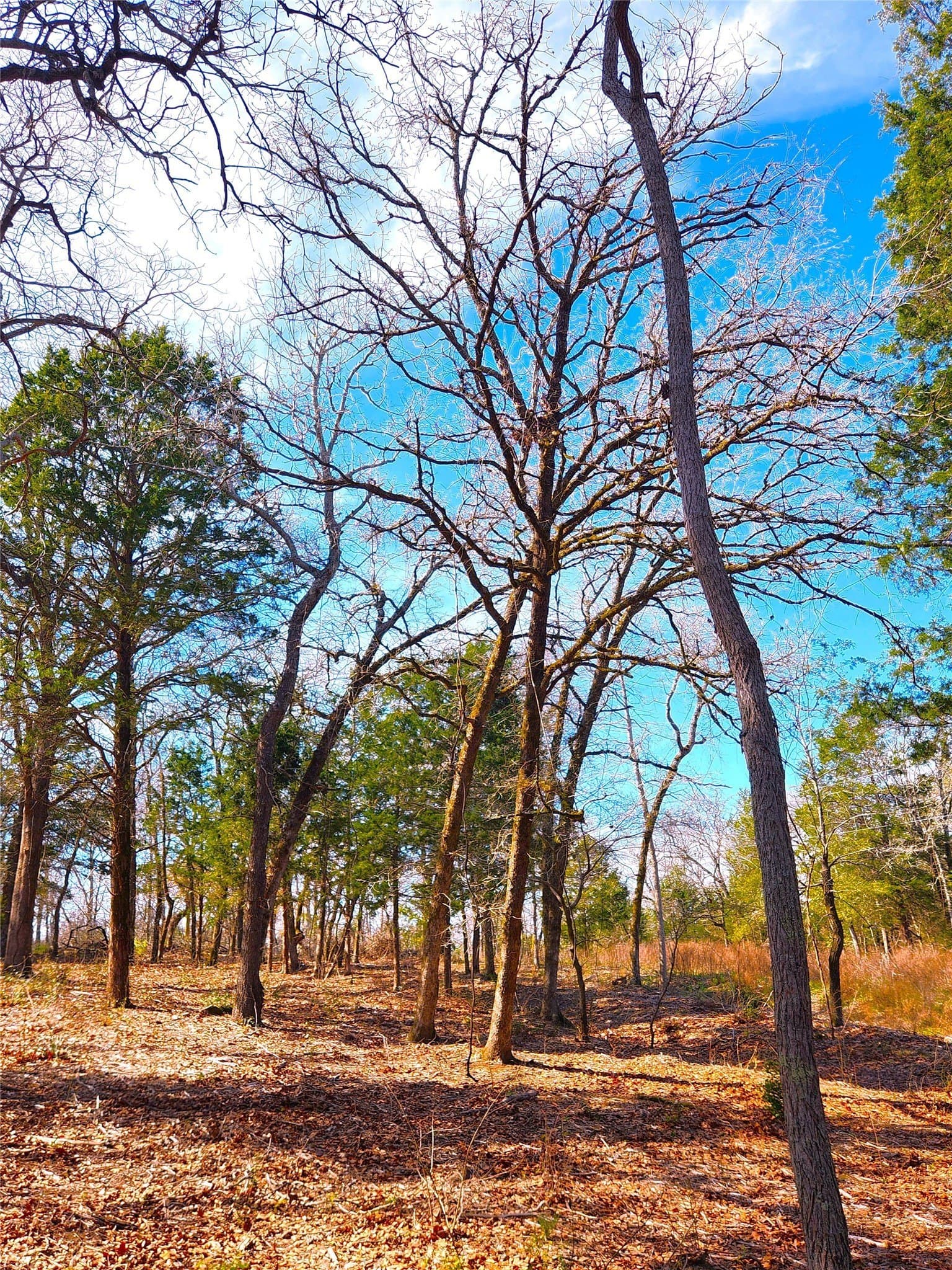 5.6 acres in Henderson County - photo 13
