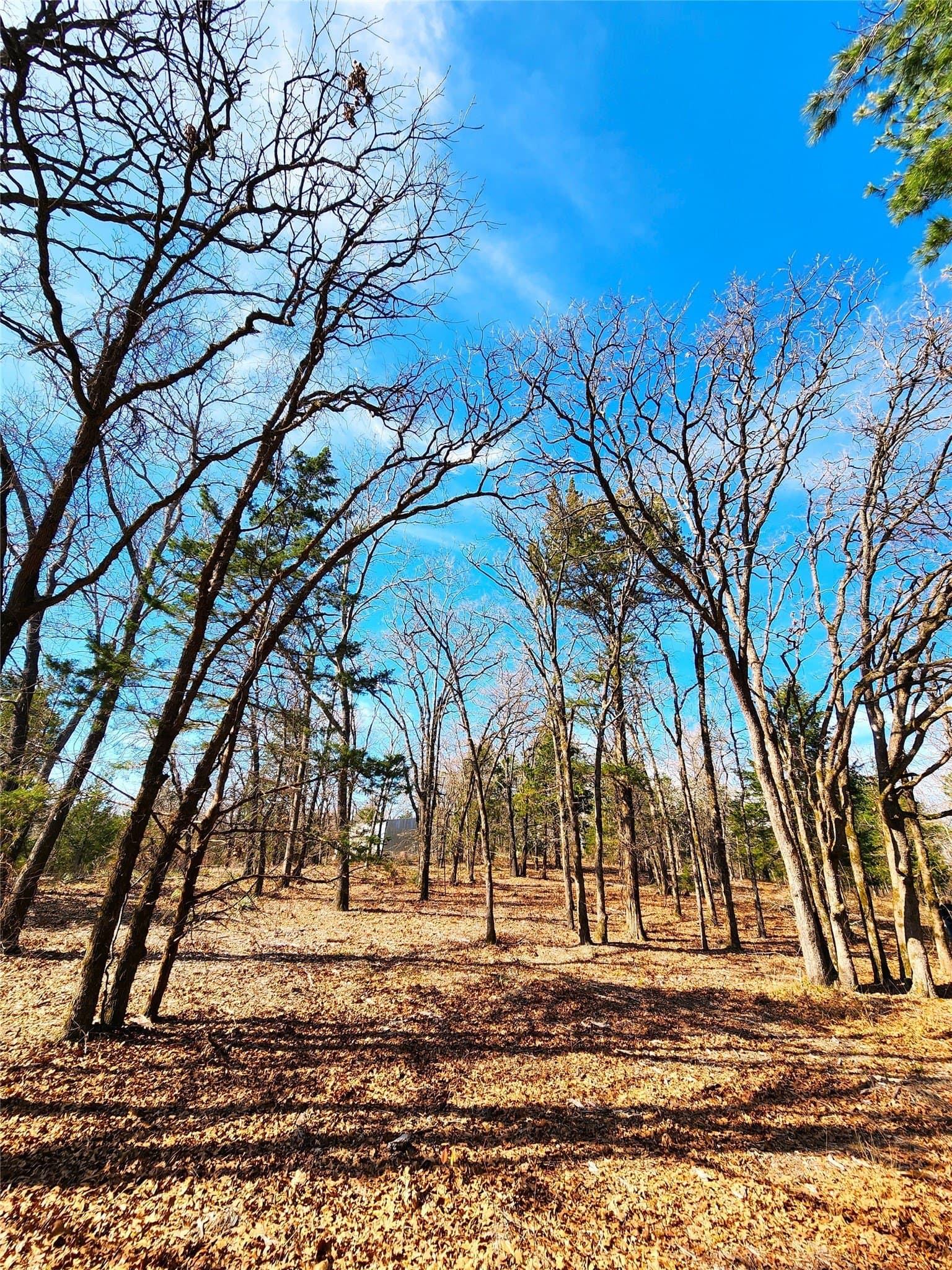 5.6 acres in Henderson County - photo 39