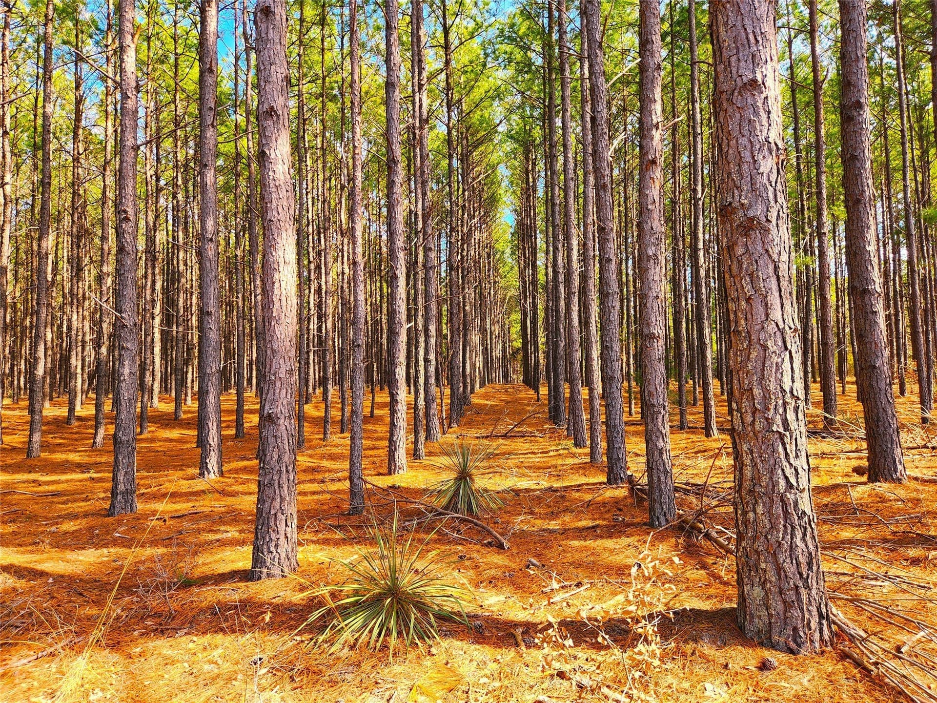 5.6 acres in Henderson County - photo 22