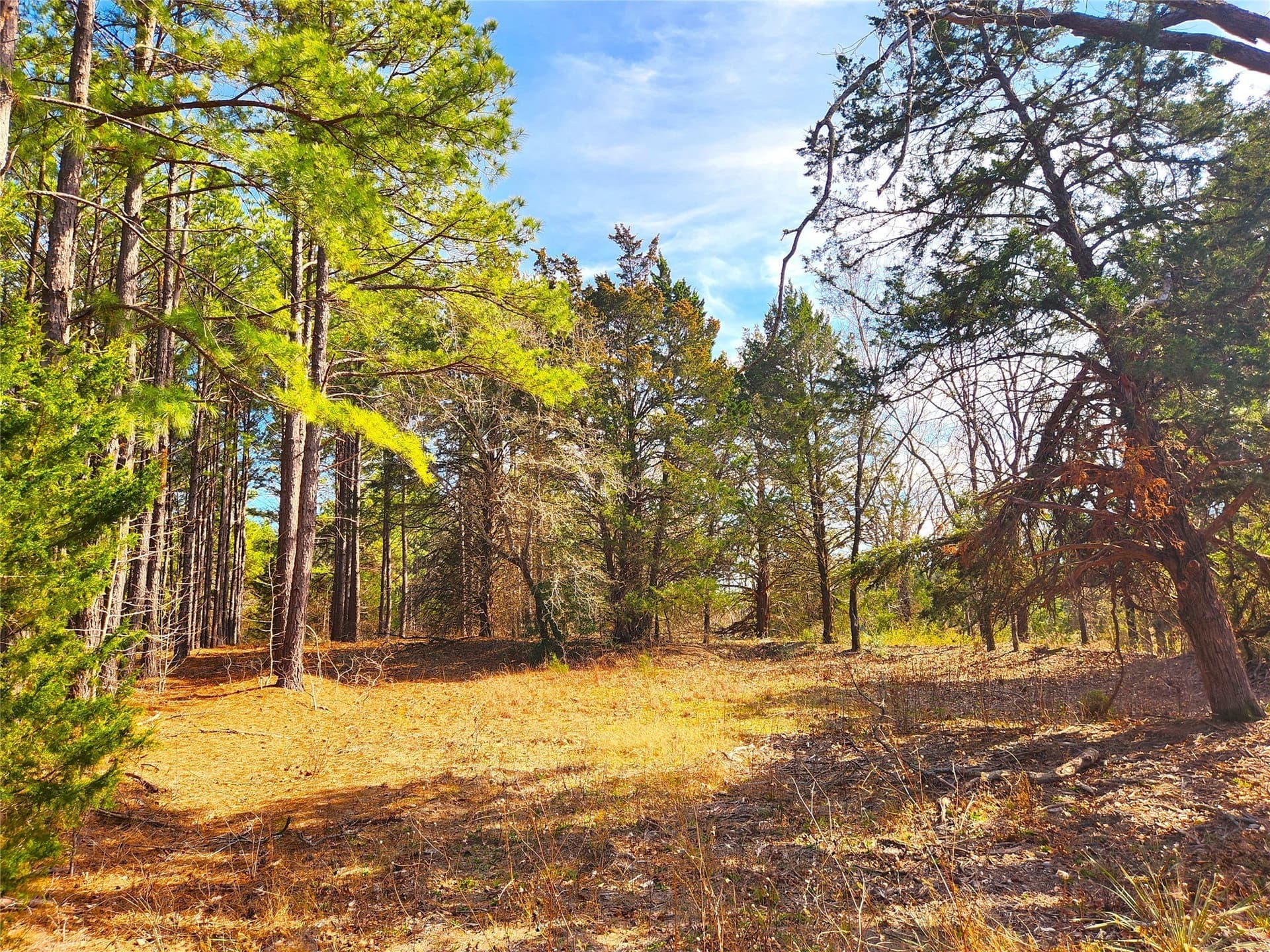 5.6 acres in Henderson County - photo 25