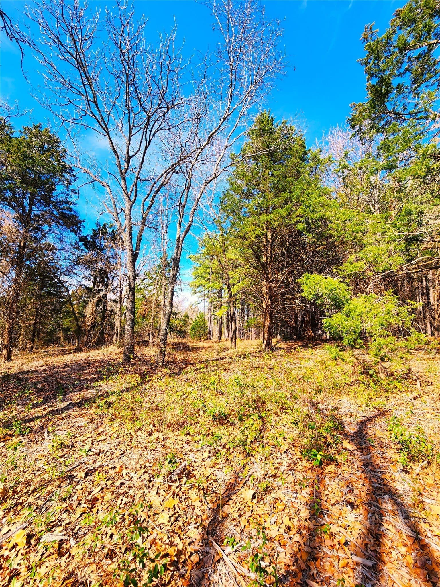 5.6 acres in Henderson County - photo 33