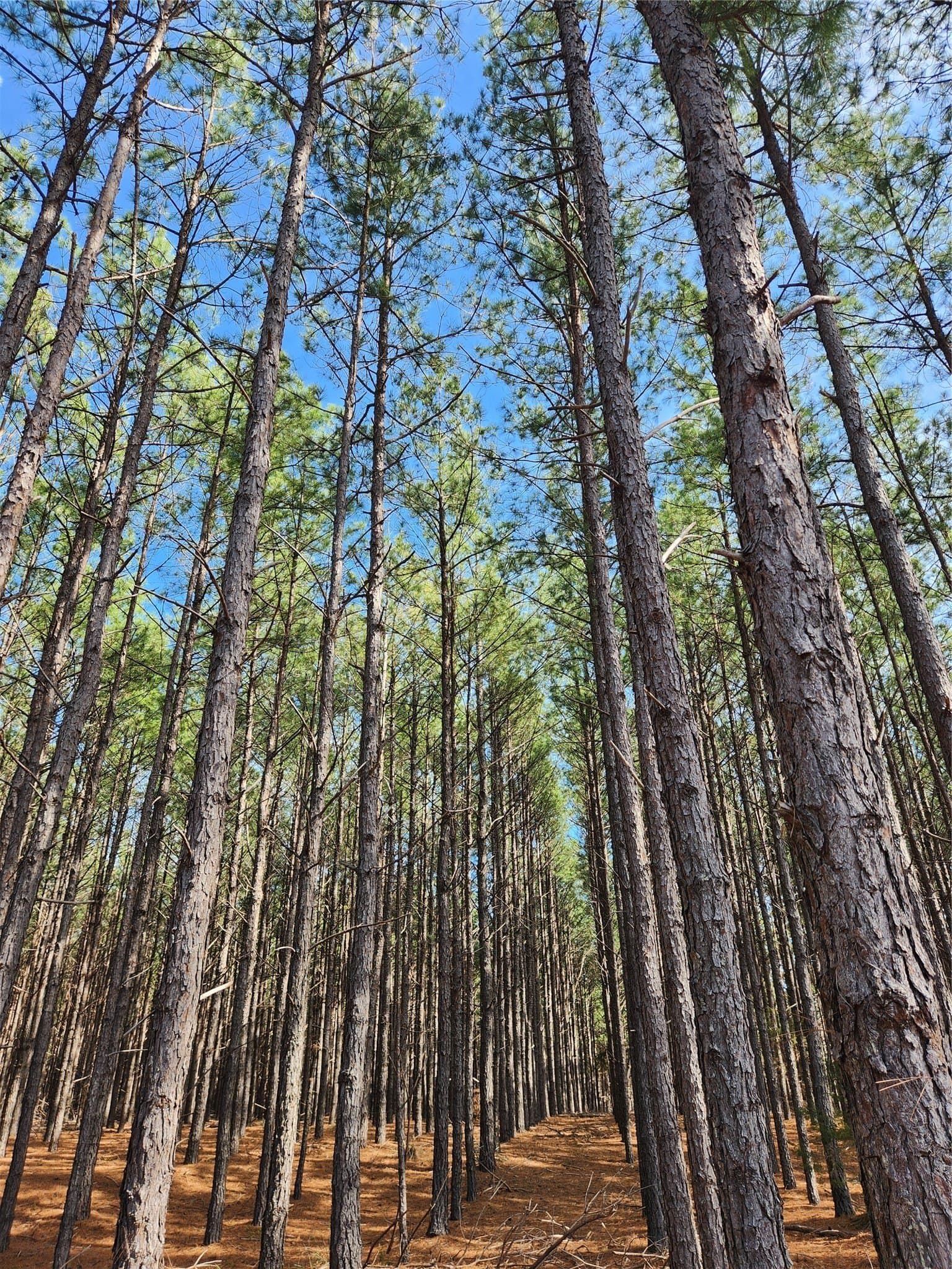 5.6 acres in Henderson County - photo 24