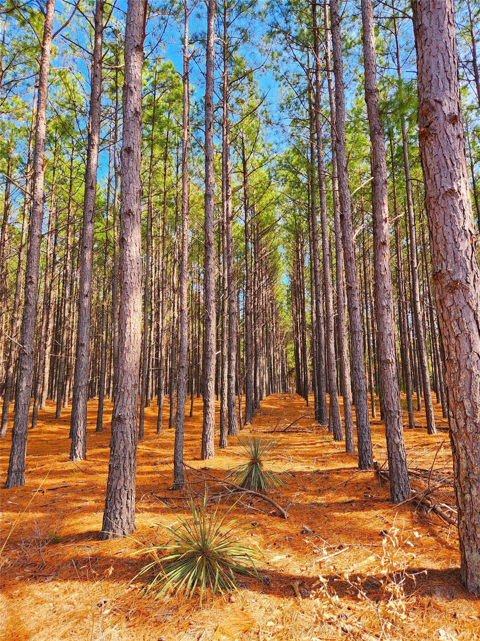 5.6 acres in Henderson County - photo 23