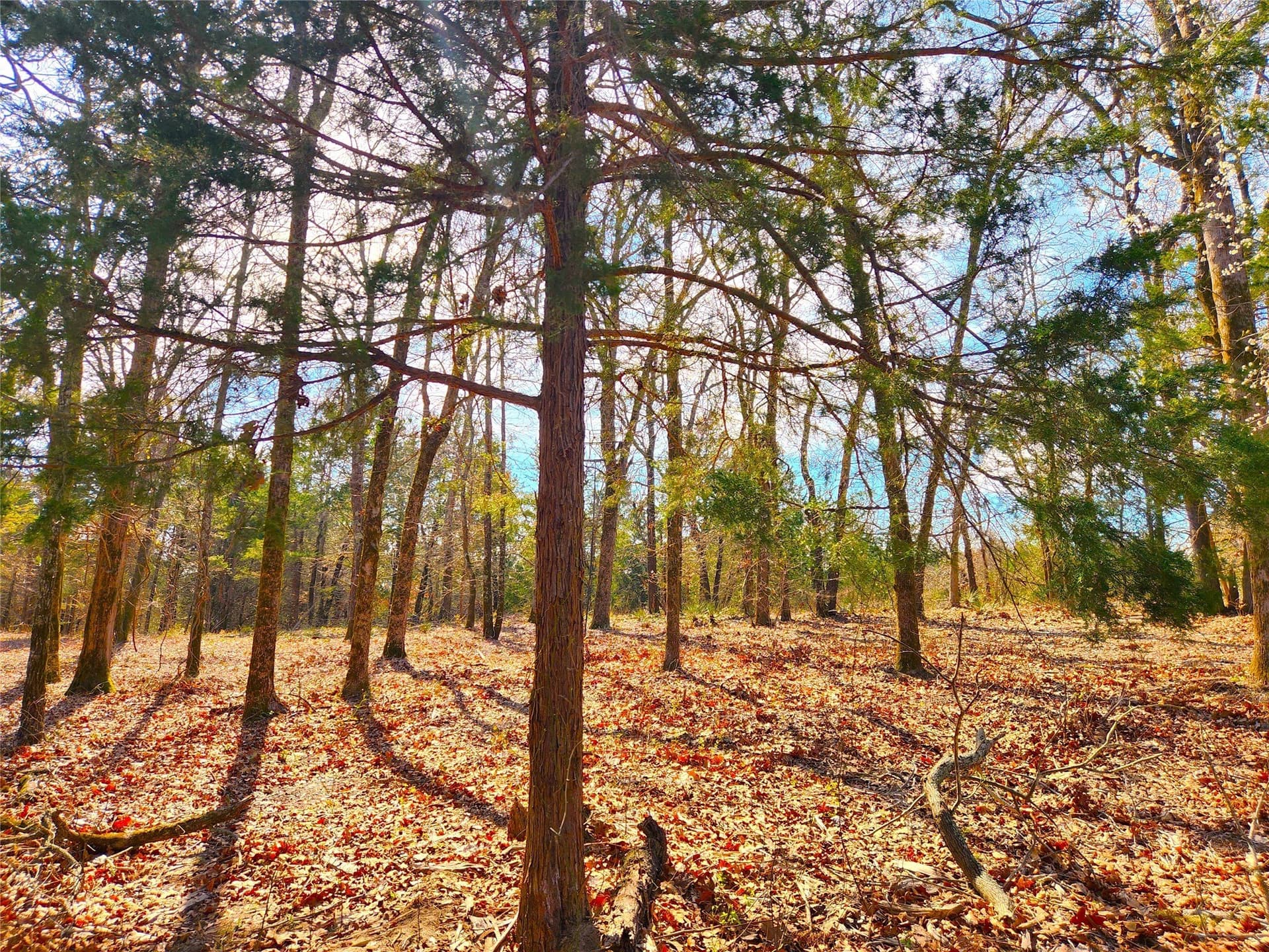 5.6 acres in Henderson County - photo 9