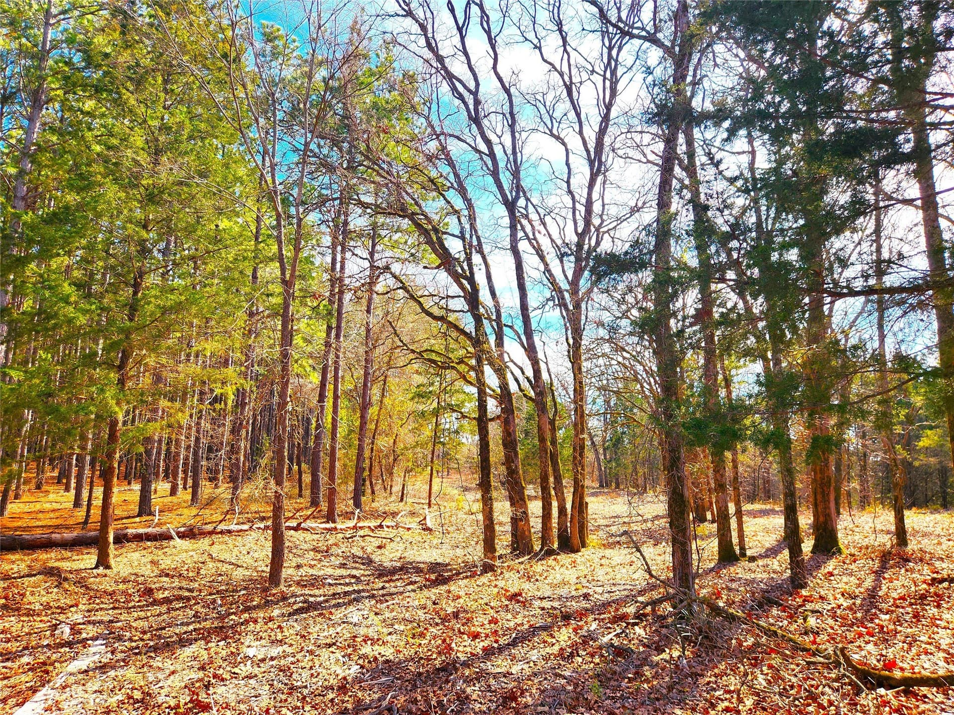 5.6 acres in Henderson County - photo 8