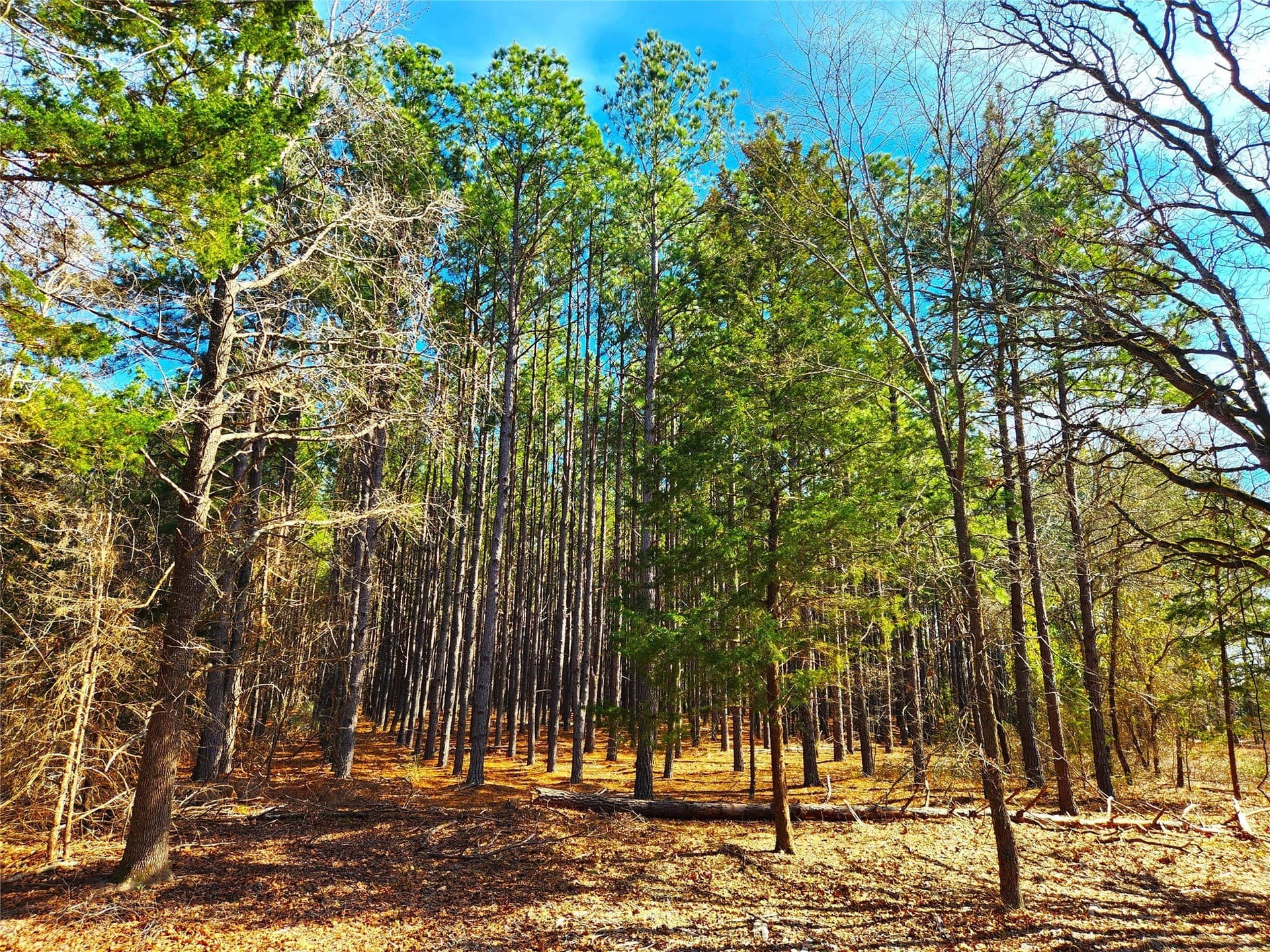 5.6 acres in Henderson County - photo 7