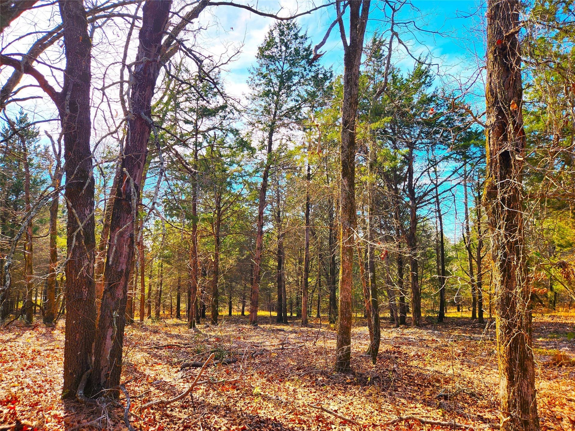 5.6 acres in Henderson County - photo 21