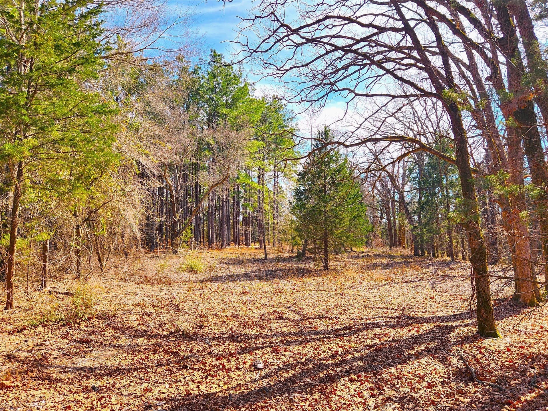 5.6 acres in Henderson County - photo 14