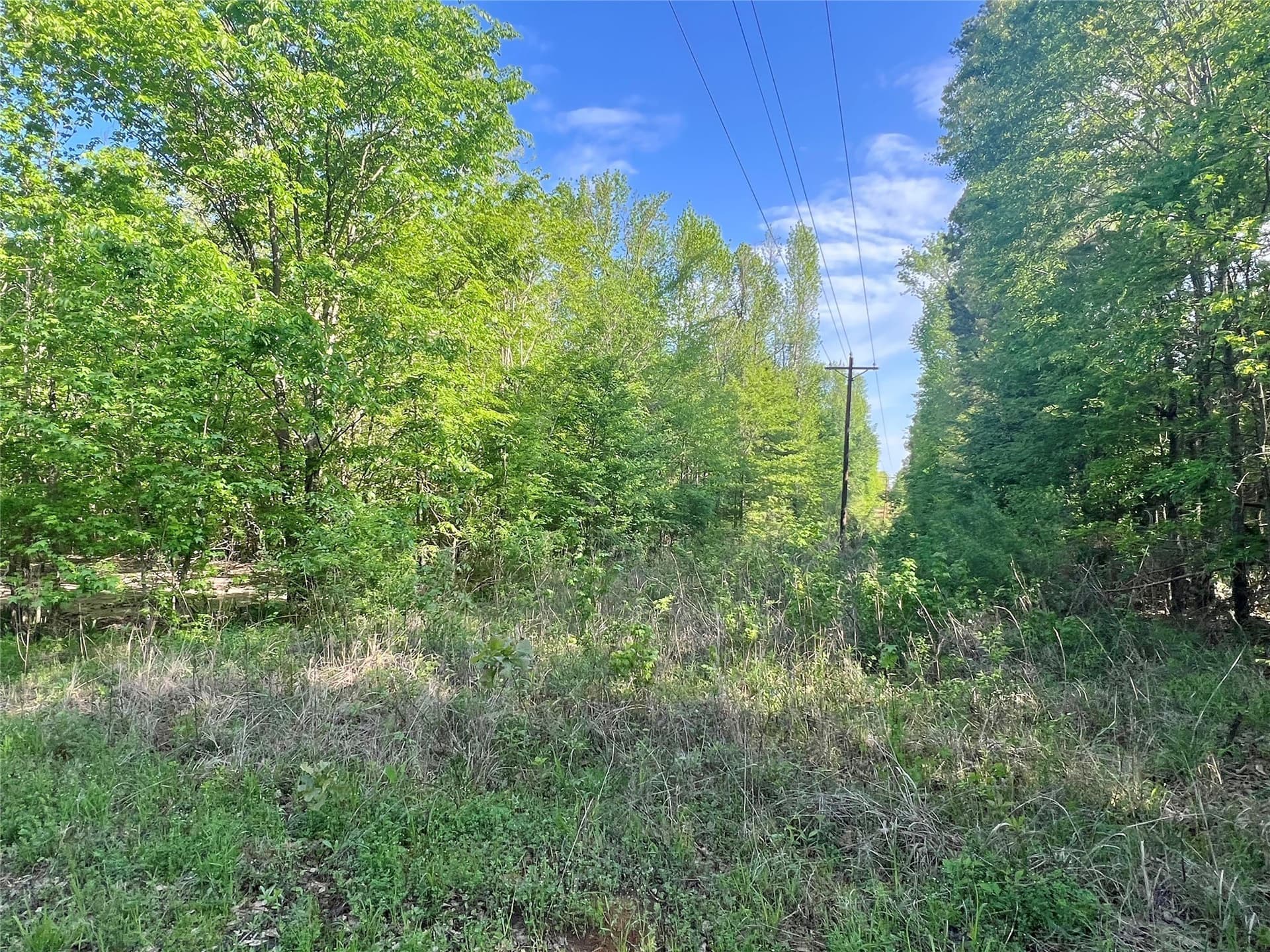 1.5 acres in Titus County - photo 3