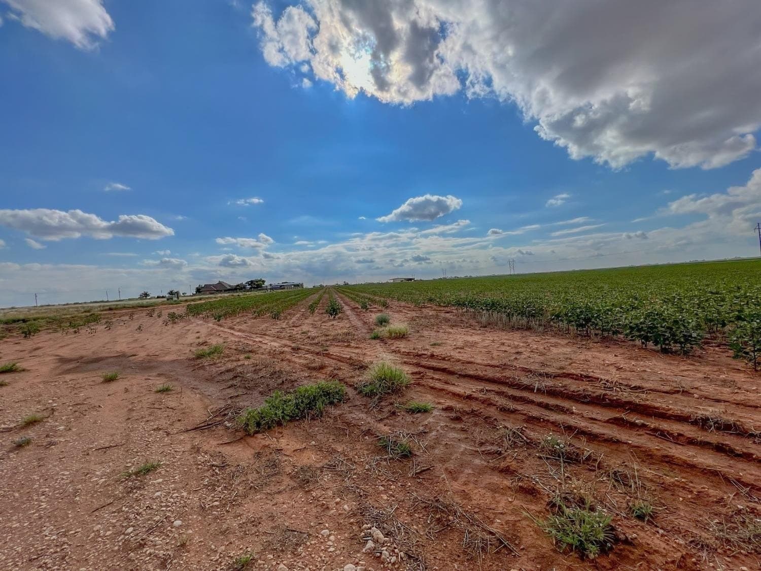 103.72 acres in Hockley County gallery image 4