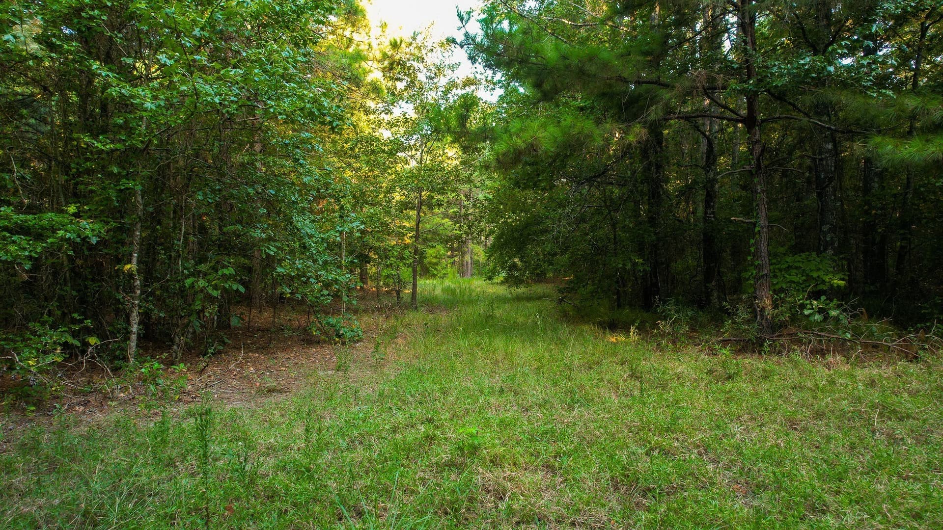 115 acres in Red River (TX) County - photo 10