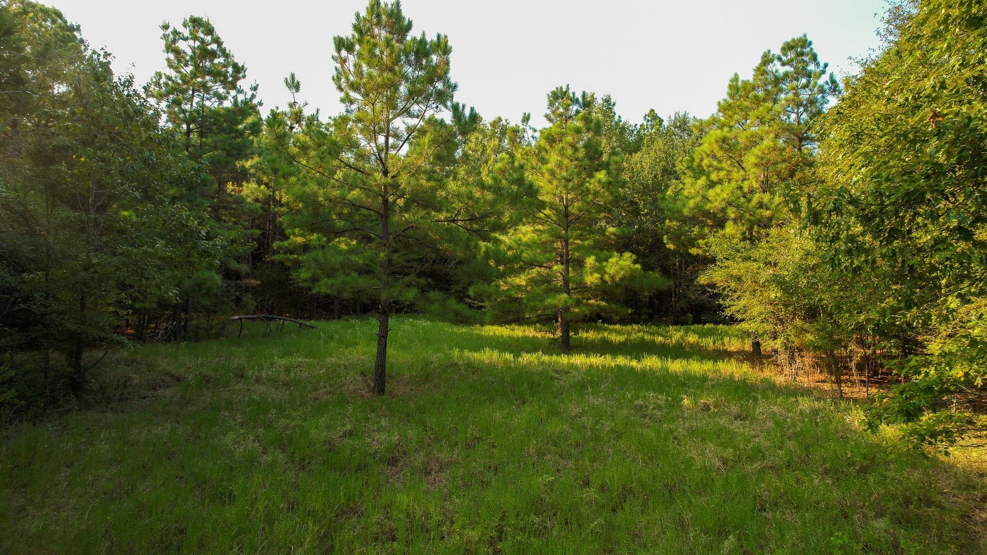 115 acres in Red River (TX) County - photo 27