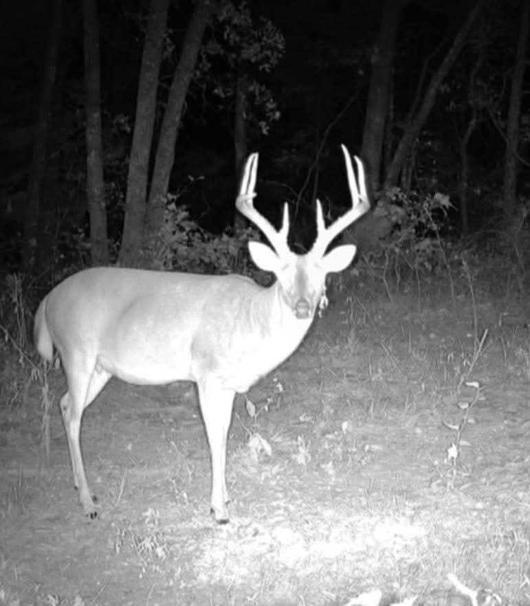 115 acres in Red River (TX) County - photo 4