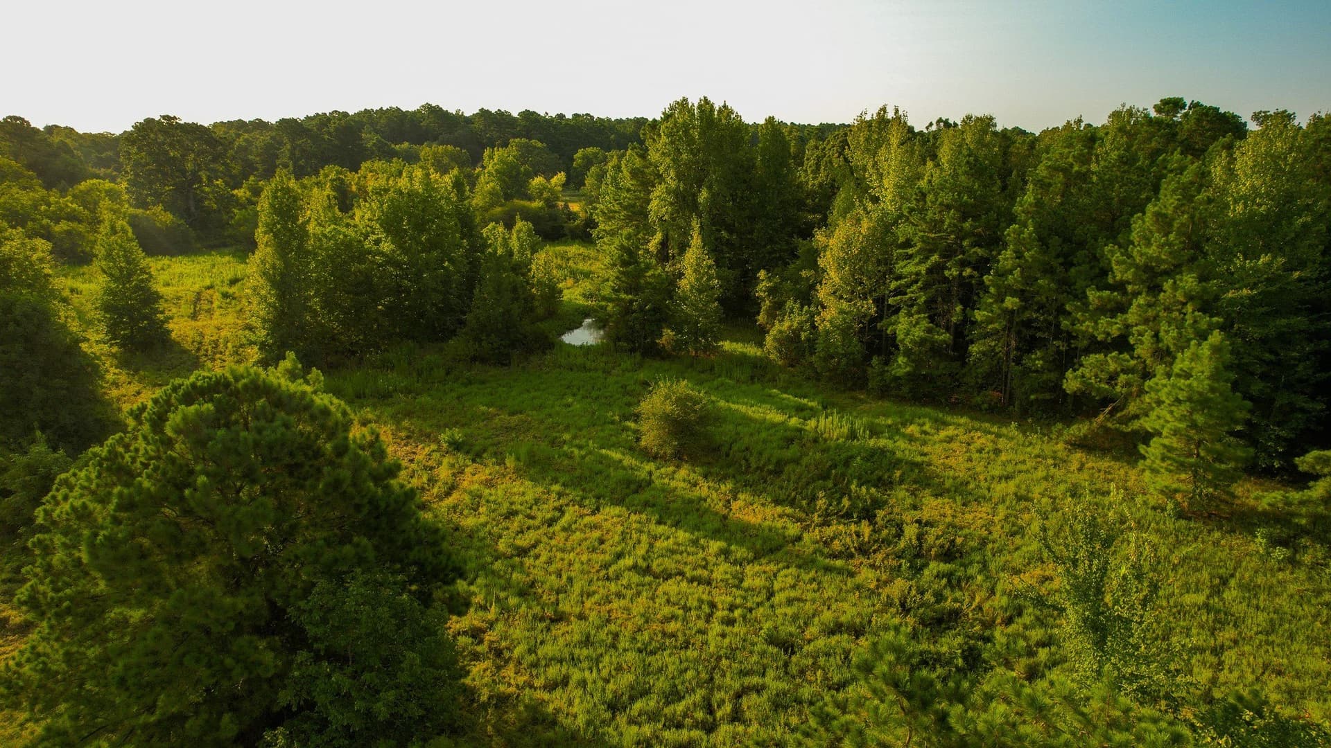 115 acres in Red River (TX) County - photo 7