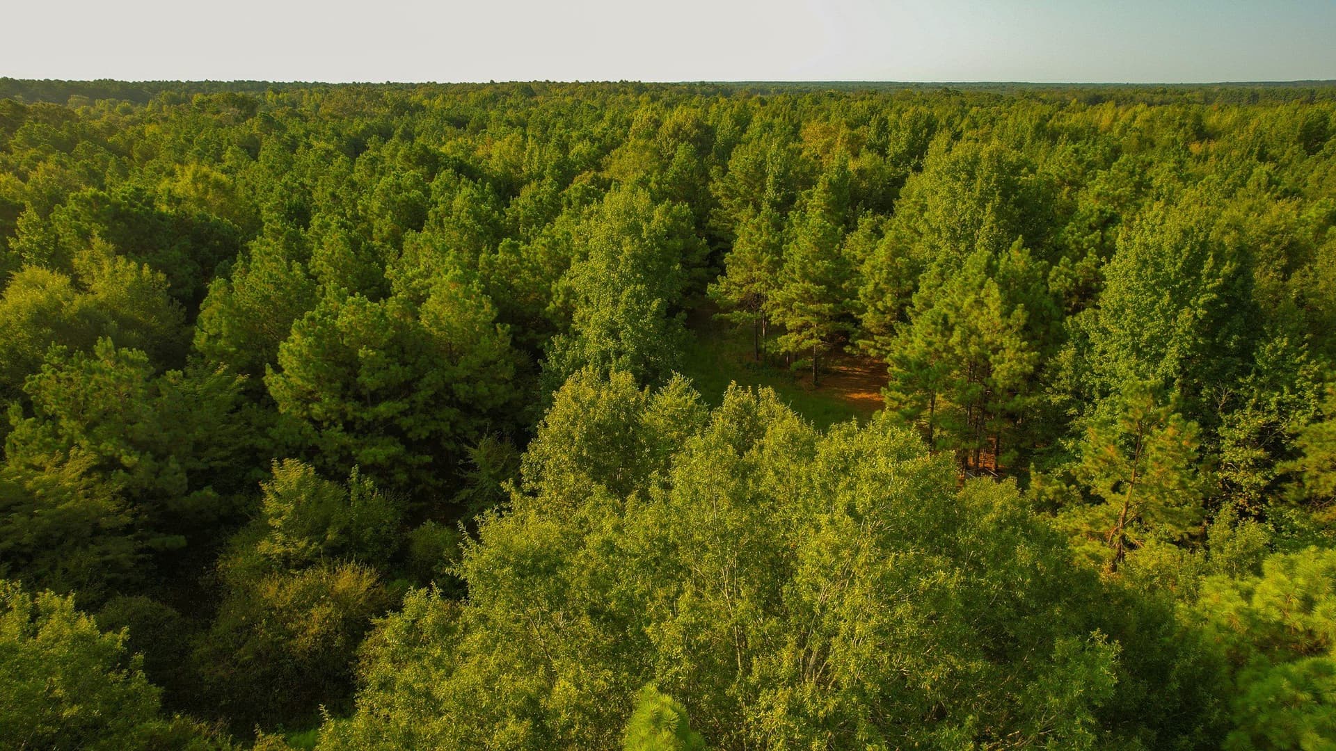 115 acres in Red River (TX) County - photo 17