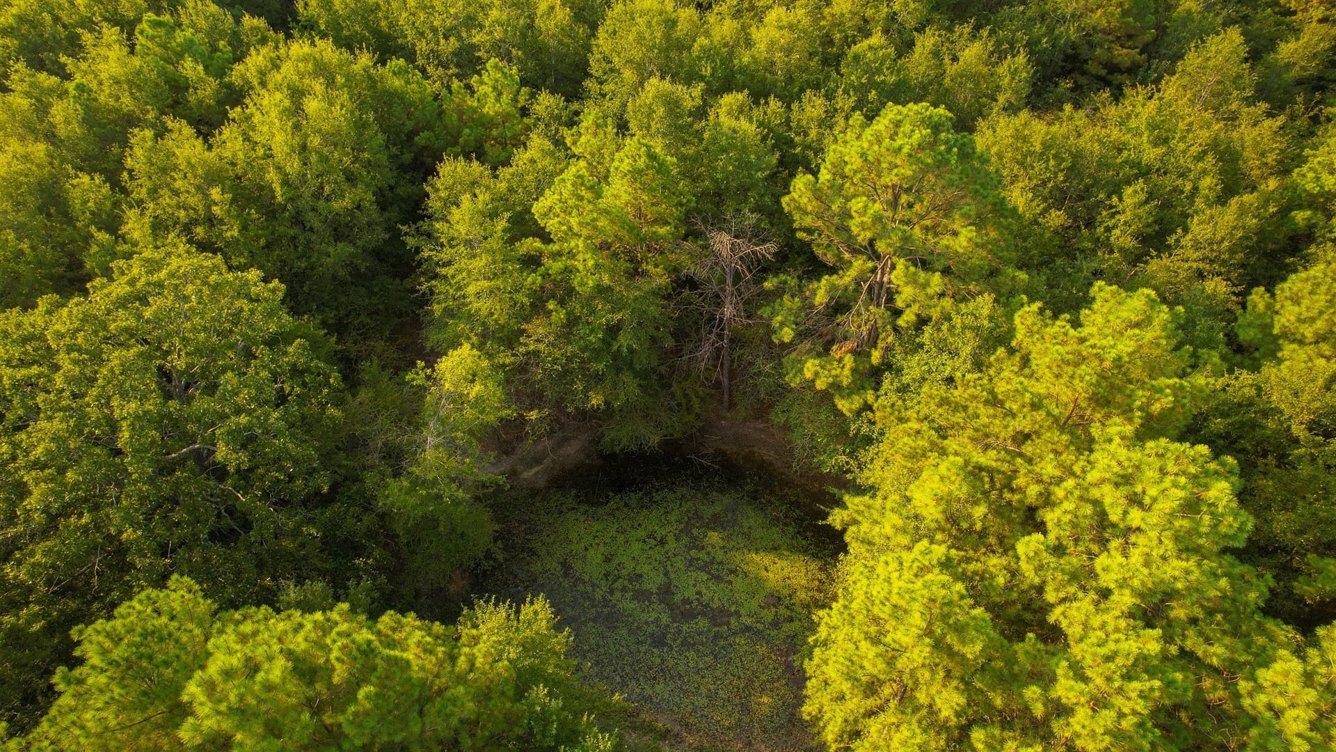 115 acres in Red River (TX) County - photo 16