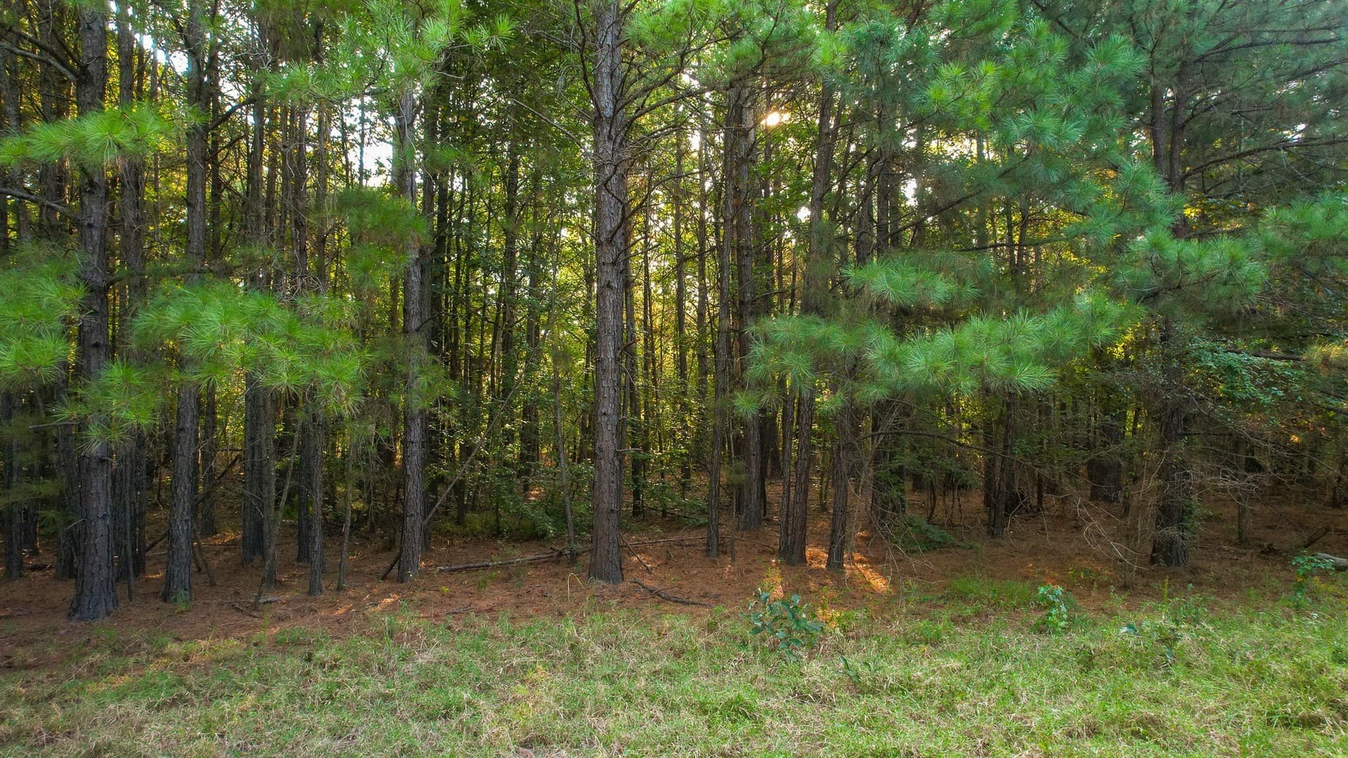 115 acres in Red River (TX) County - photo 21