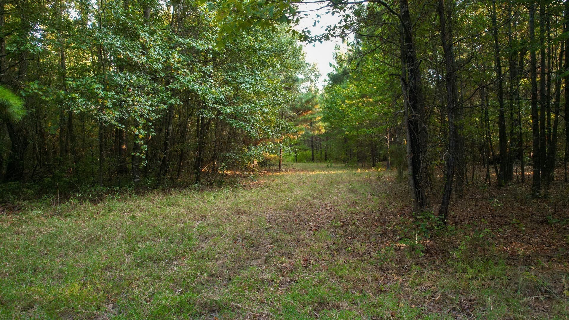 115 acres in Red River (TX) County - photo 11