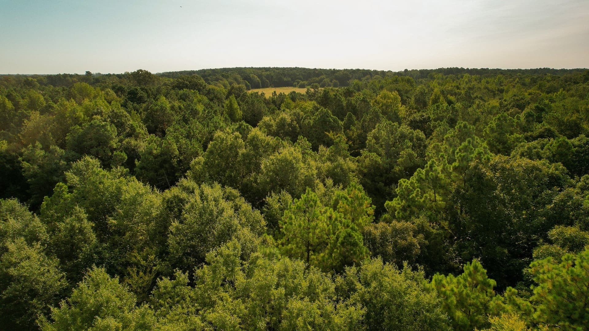115 acres in Red River (TX) County - photo 28