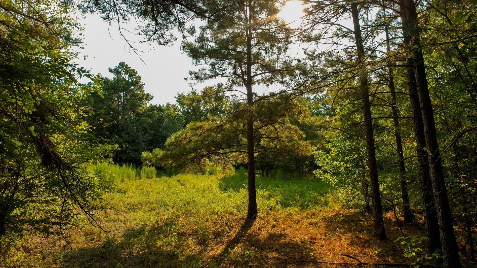 115 acres in Red River (TX) County - photo 25