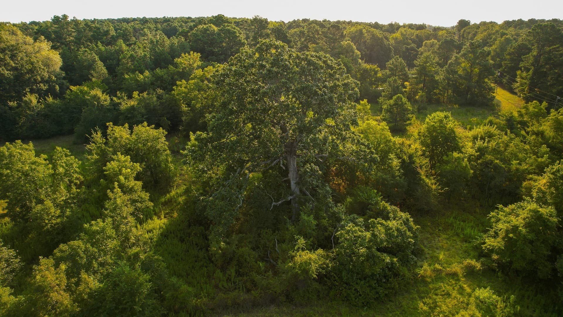 115 acres in Red River (TX) County - photo 34