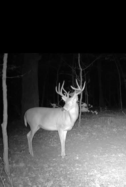115 acres in Red River (TX) County - photo 3