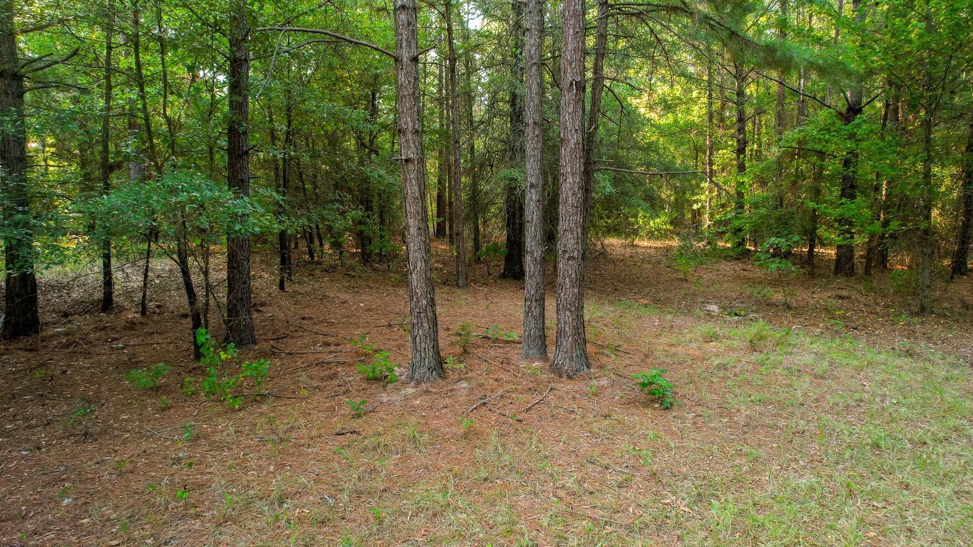 115 acres in Red River (TX) County - photo 22