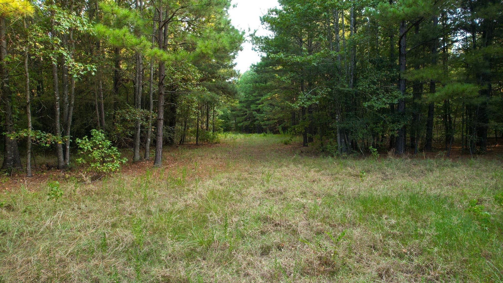 115 acres in Red River (TX) County - photo 23