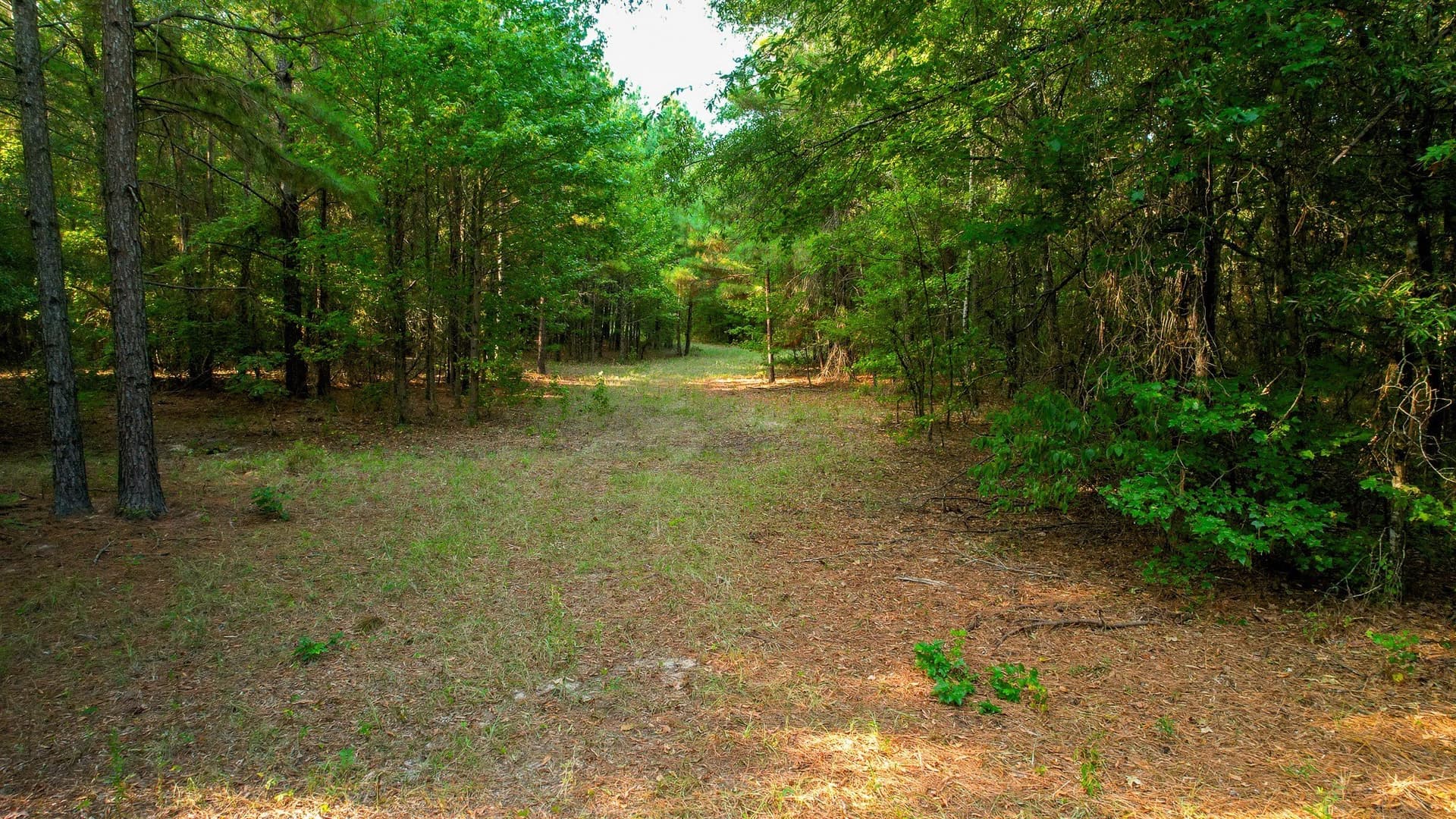 115 acres in Red River (TX) County - photo 20