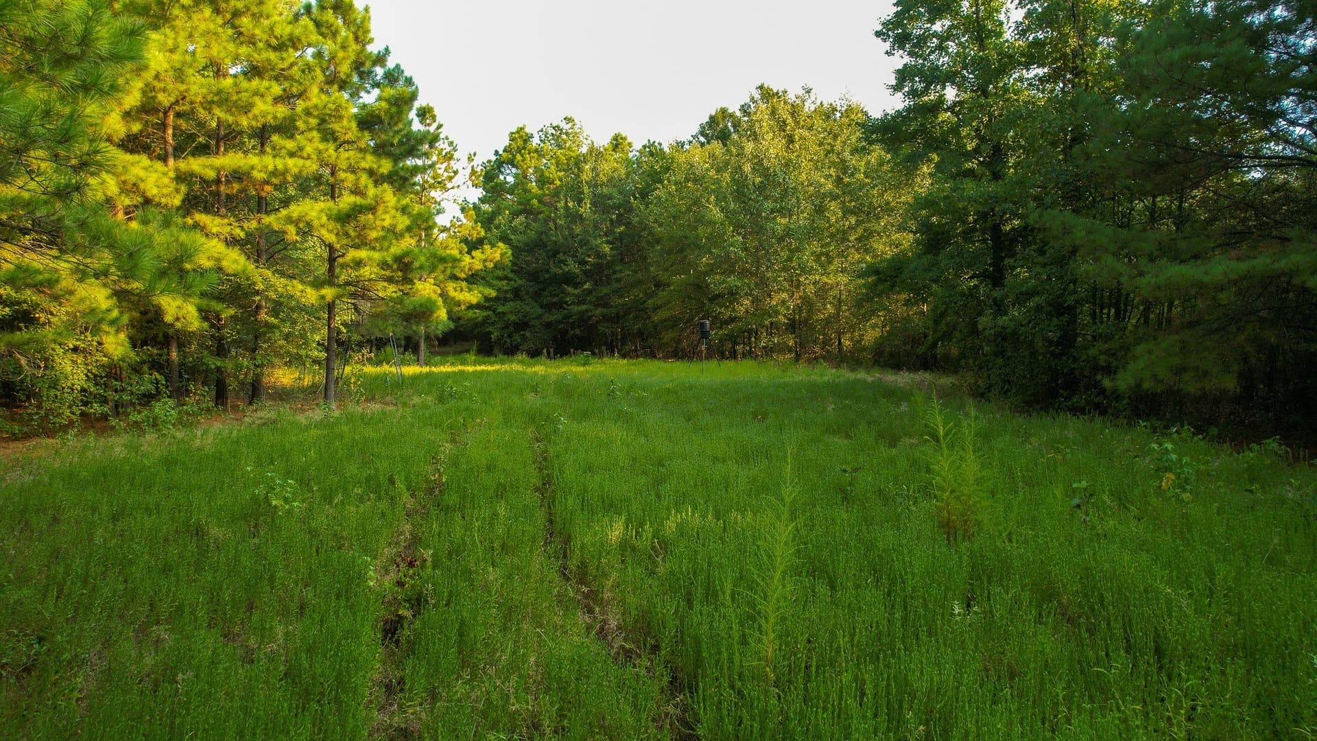 115 acres in Red River (TX) County - photo 2