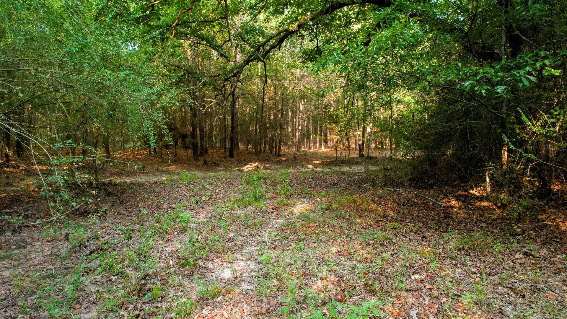 115 acres in Red River (TX) County - photo 24