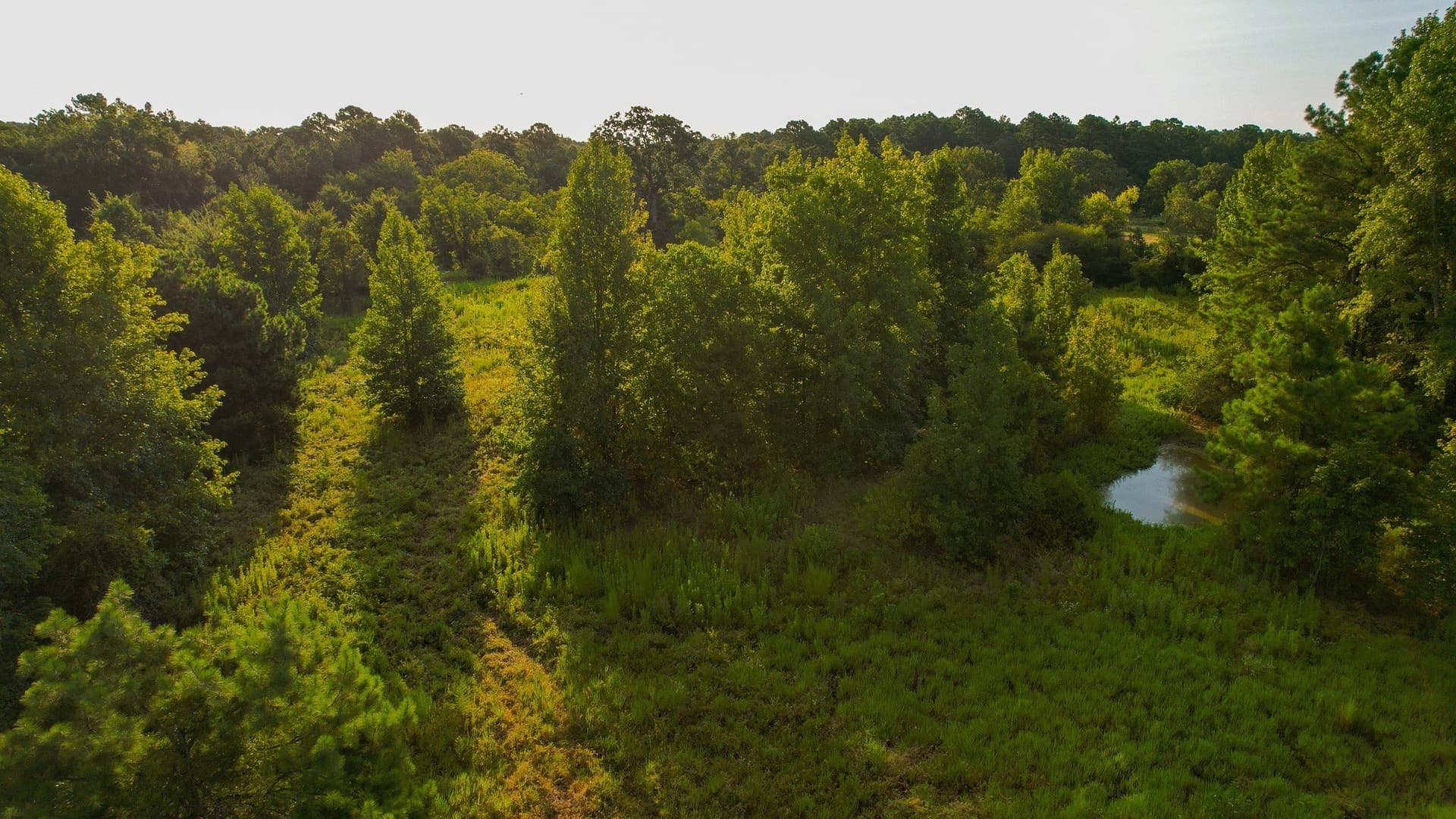 115 acres in Red River (TX) County - photo 8