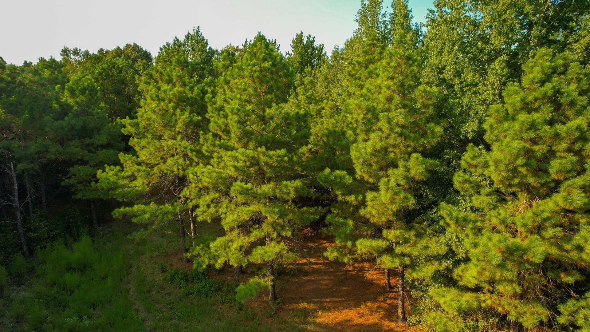 115 acres in Red River (TX) County - photo 19