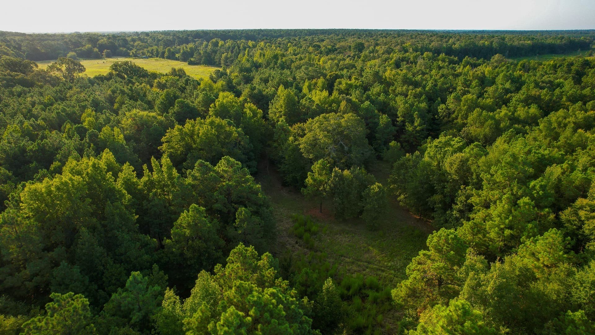 115 acres in Red River (TX) County - photo 29