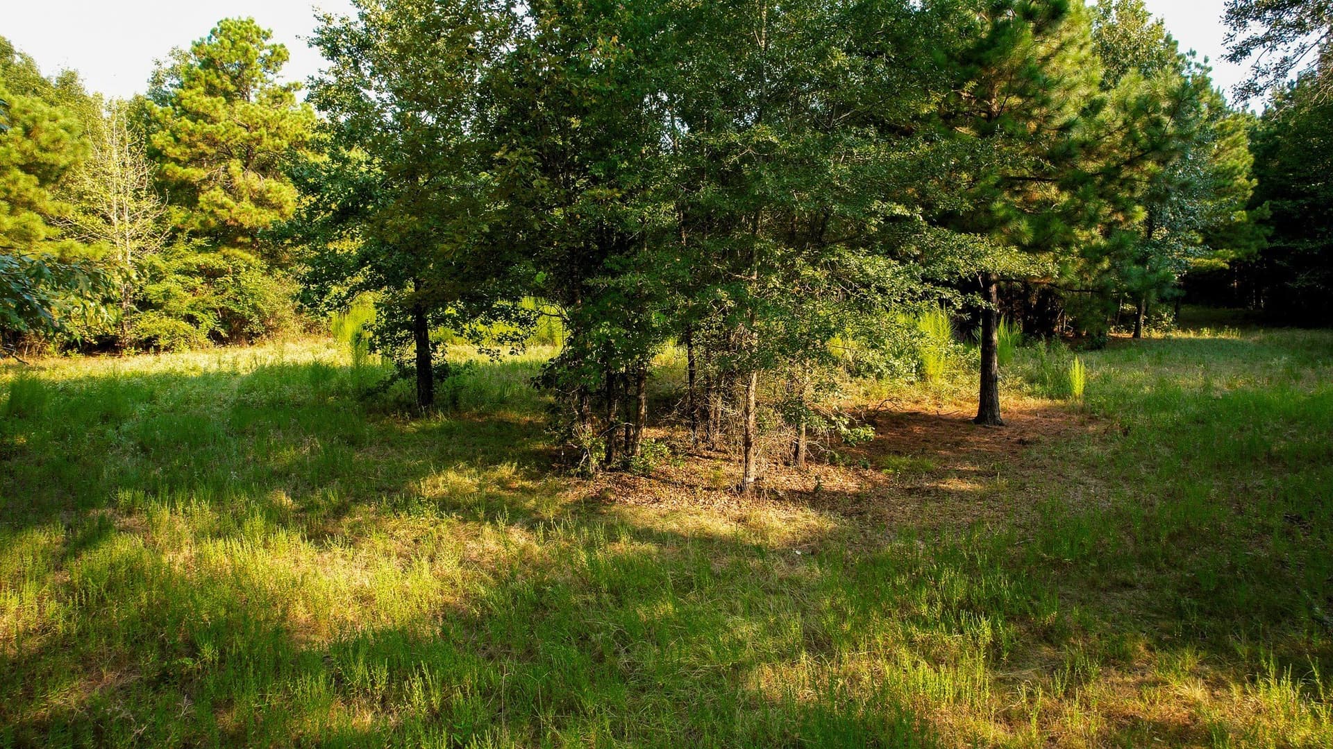 115 acres in Red River (TX) County - photo 26