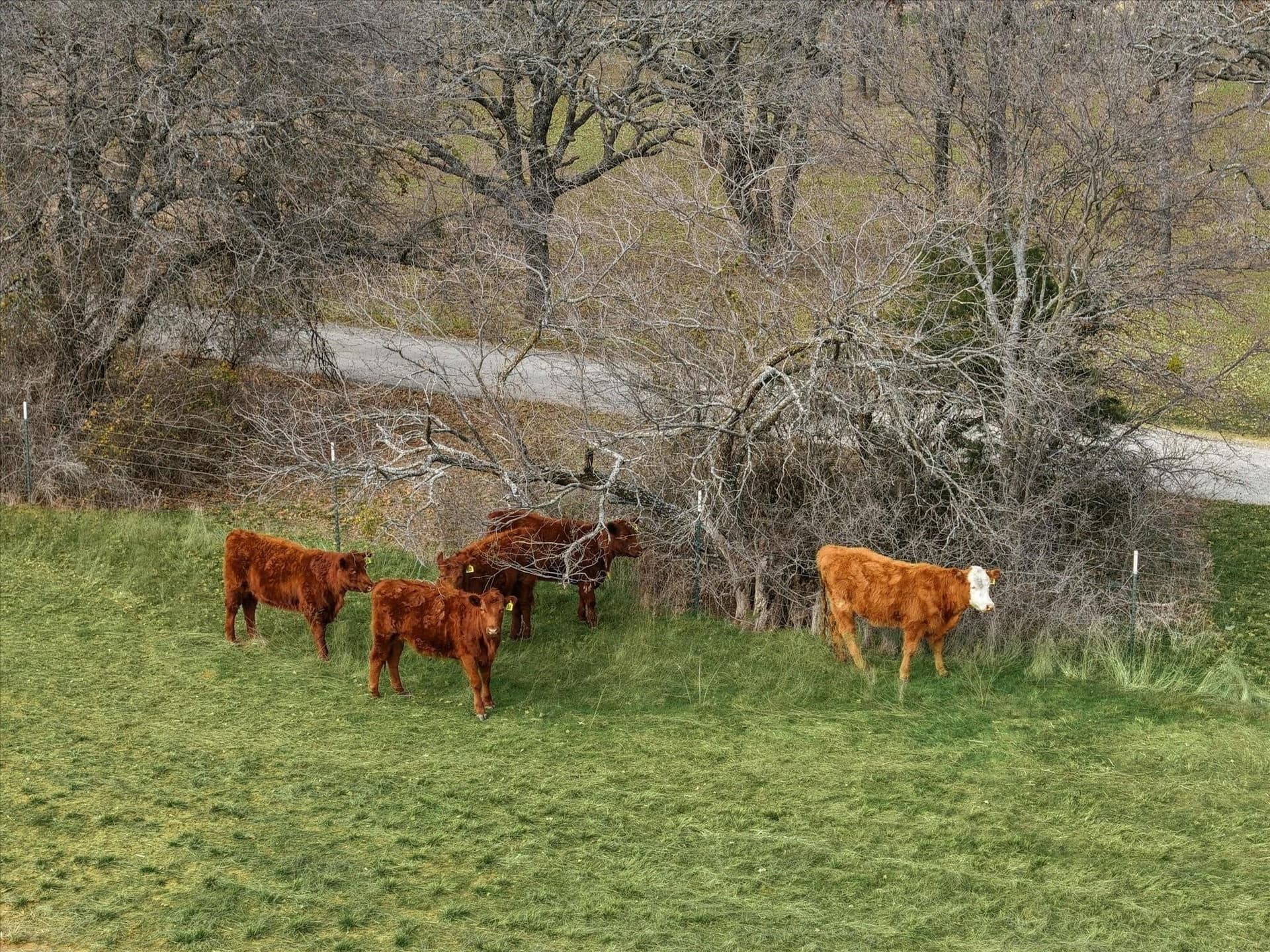 10.44 acres in Jack County - photo 4