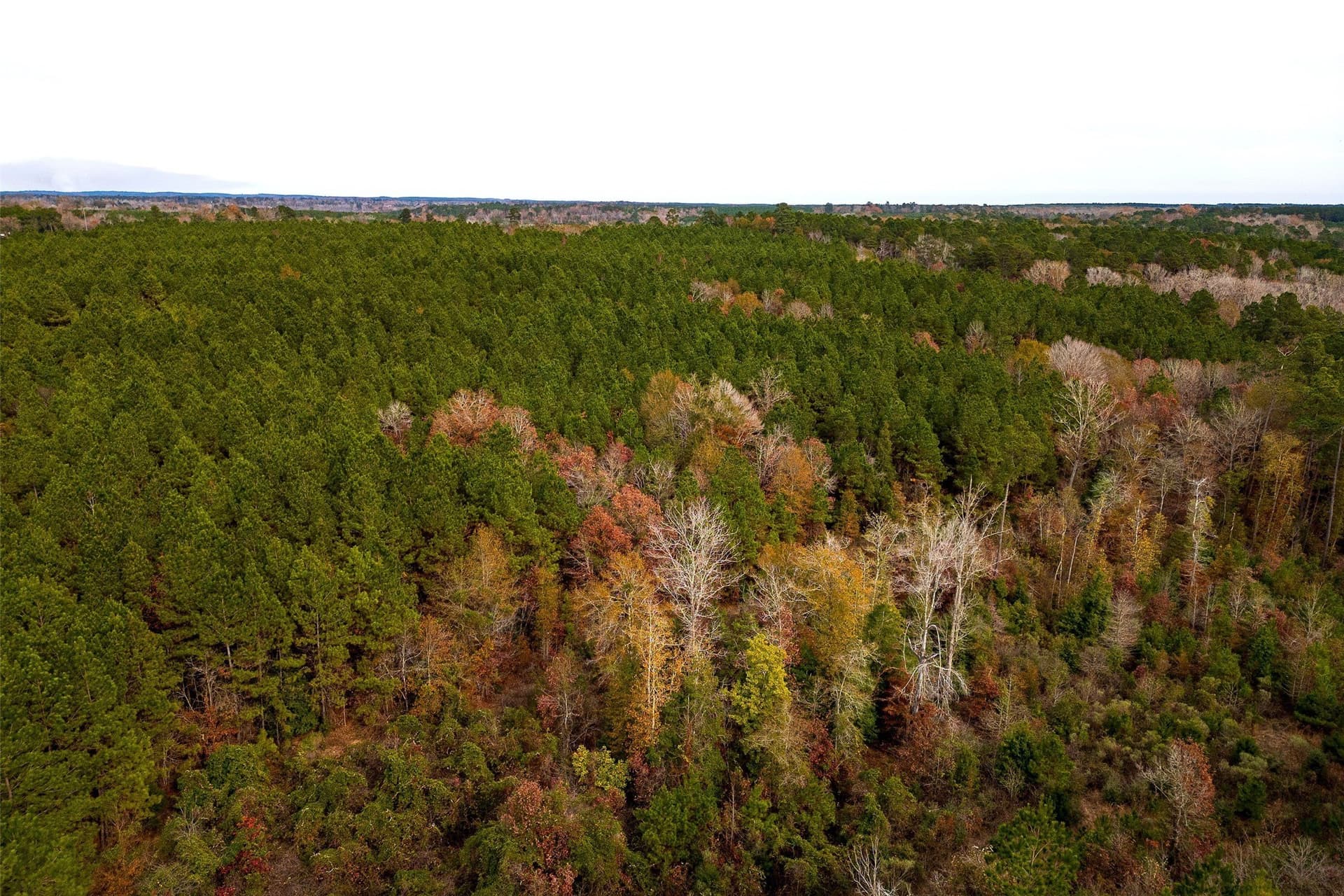 53.5 acres in Shelby County featured view